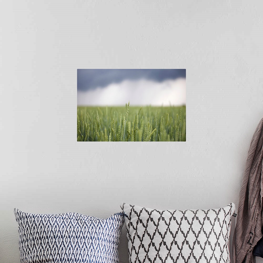 A bohemian room featuring Wheat field and oncoming thunderstorm, Caledon, Ontario, Canada