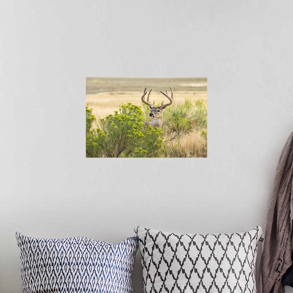 A bohemian room featuring White-tailed deer buck (Odocoileus virginianus) standing and looking out from behind a shrub; Emp...