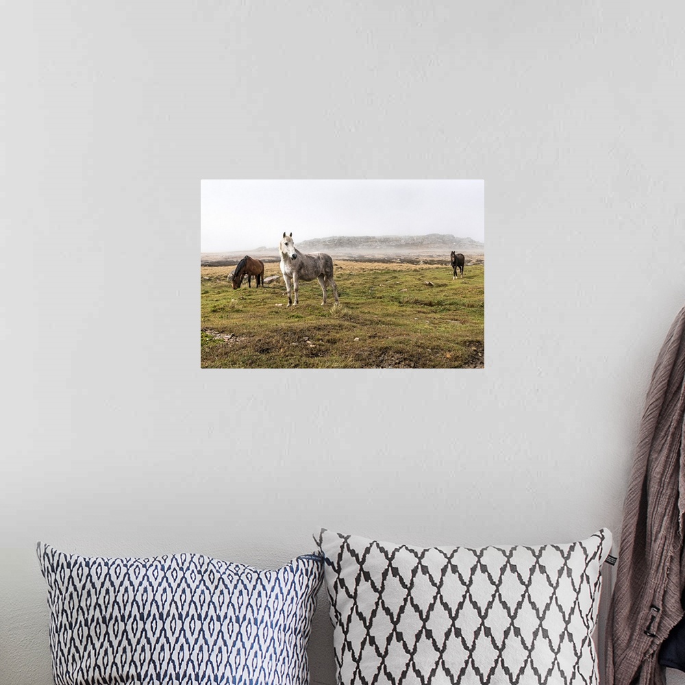 A bohemian room featuring Wild horses standing in a foggy field.