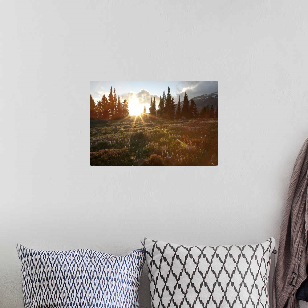 A bohemian room featuring Wildflowers cover a landscape on Mount Rainier as the sun sets behind evergreen trees. Mount Rain...