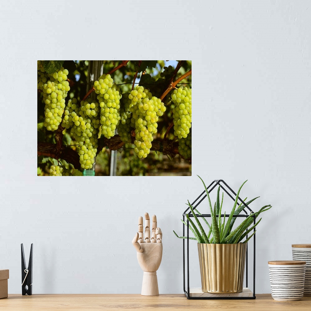 A bohemian room featuring Wine Grapes, Chardonnay clusters, Sonoma County, California