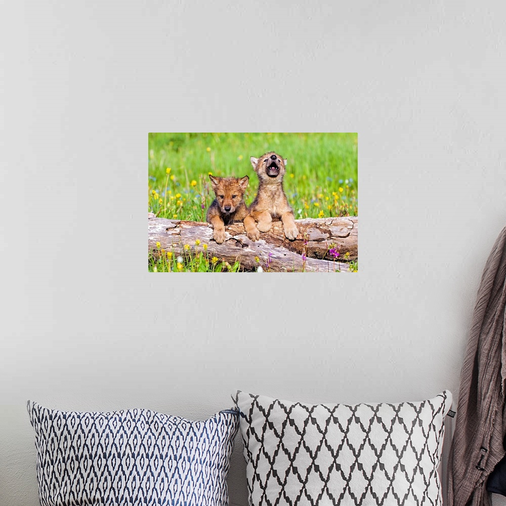 A bohemian room featuring Wolf Cubs On Log
