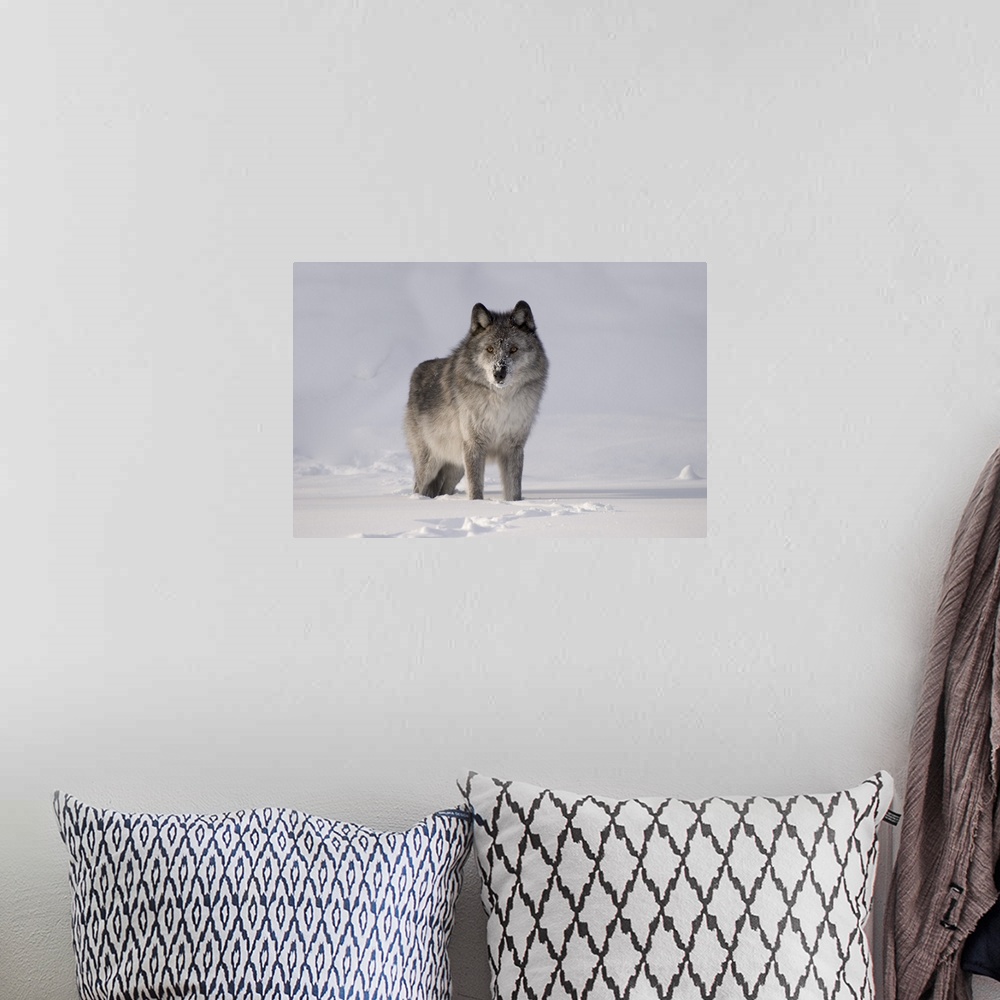 A bohemian room featuring Wolf In The Snow