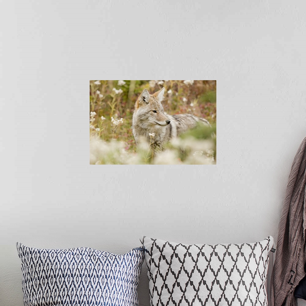 A bohemian room featuring Young Coyote In A Forest; Alberta, Canada