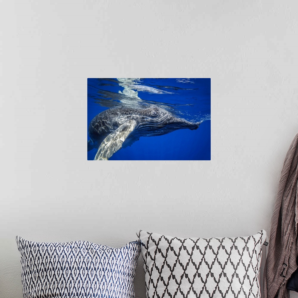 A bohemian room featuring Young humpback whale (megaptera novaeangliae) underwater. Hawaii, united states of America.