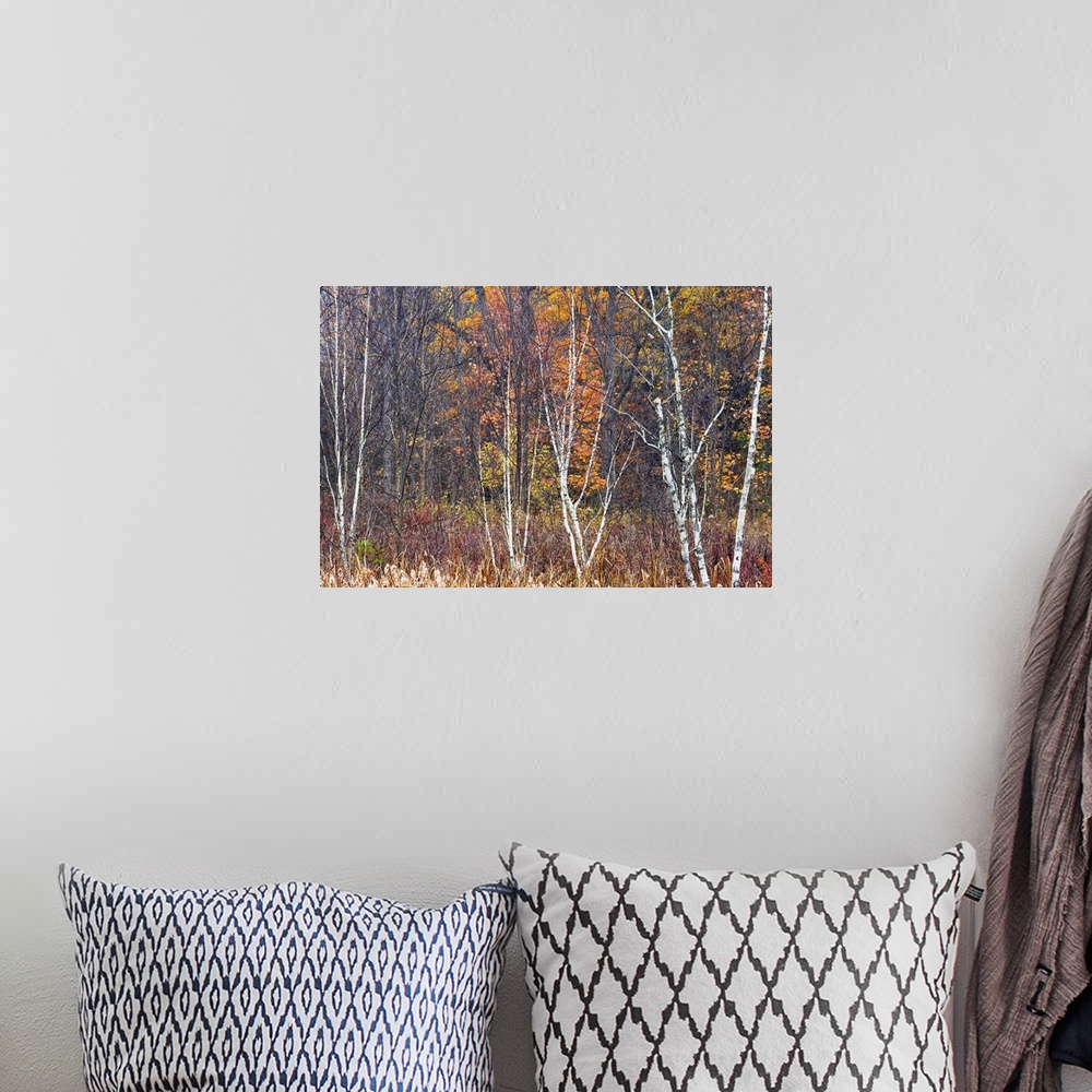 A bohemian room featuring Bare trees during the autumn are photographed in tall grass with fall colors behind them.