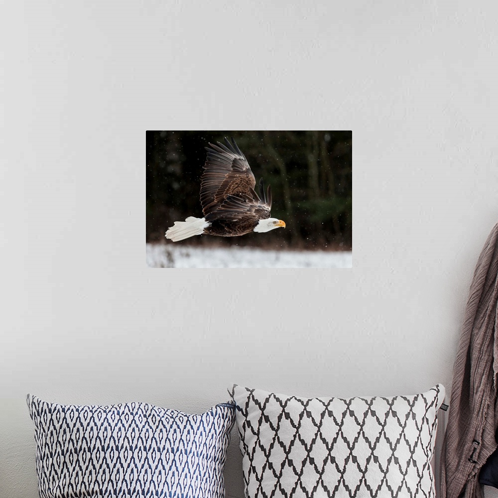 A bohemian room featuring Action photograph of an eagle with its full wing span flying in the snow.