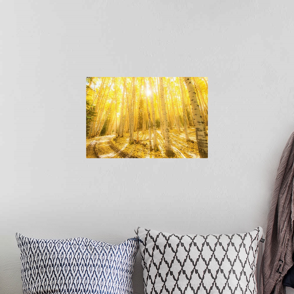 A bohemian room featuring Landscape photograph of bright yellow birch trees in the woods with the sun shining through.