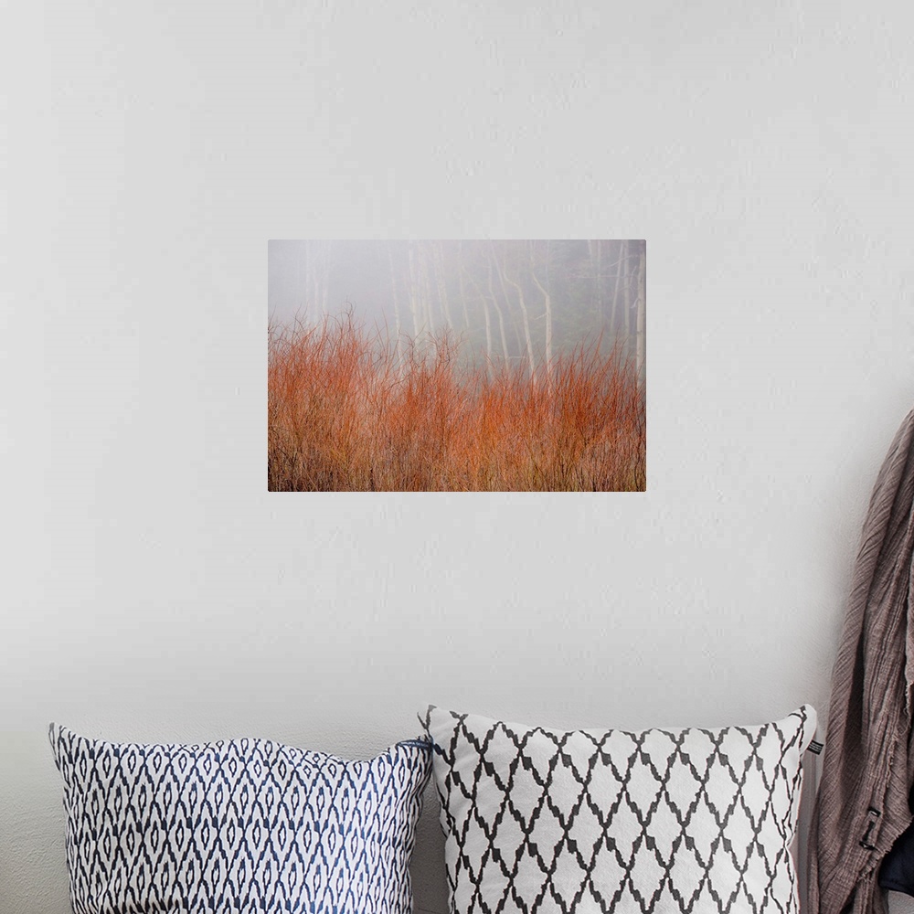 A bohemian room featuring Landscape photograph of tall Autumn grass in front of a foggy forest.