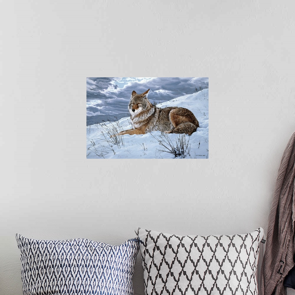 A bohemian room featuring A coyote rests on a snowy hillside.