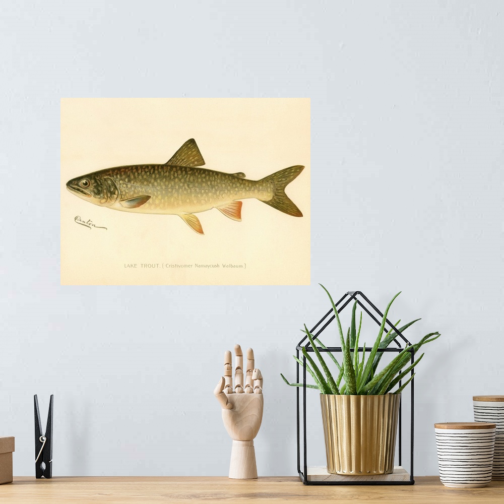 A bohemian room featuring Lake Trout