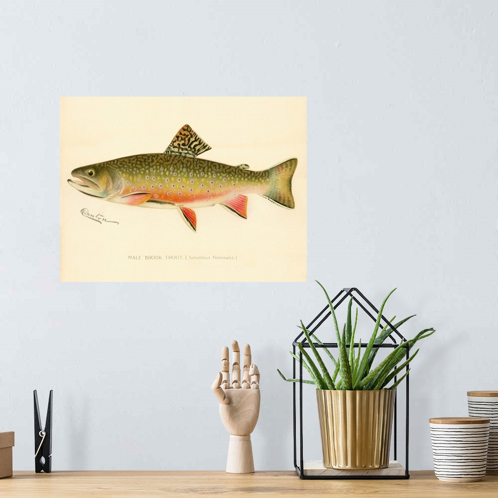 A bohemian room featuring Male Brook Trout