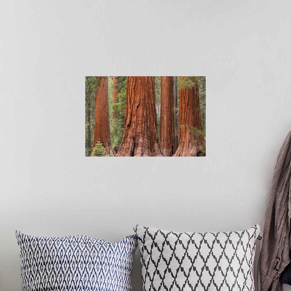 A bohemian room featuring Sturdy redwood trees in a forest in Northern California.