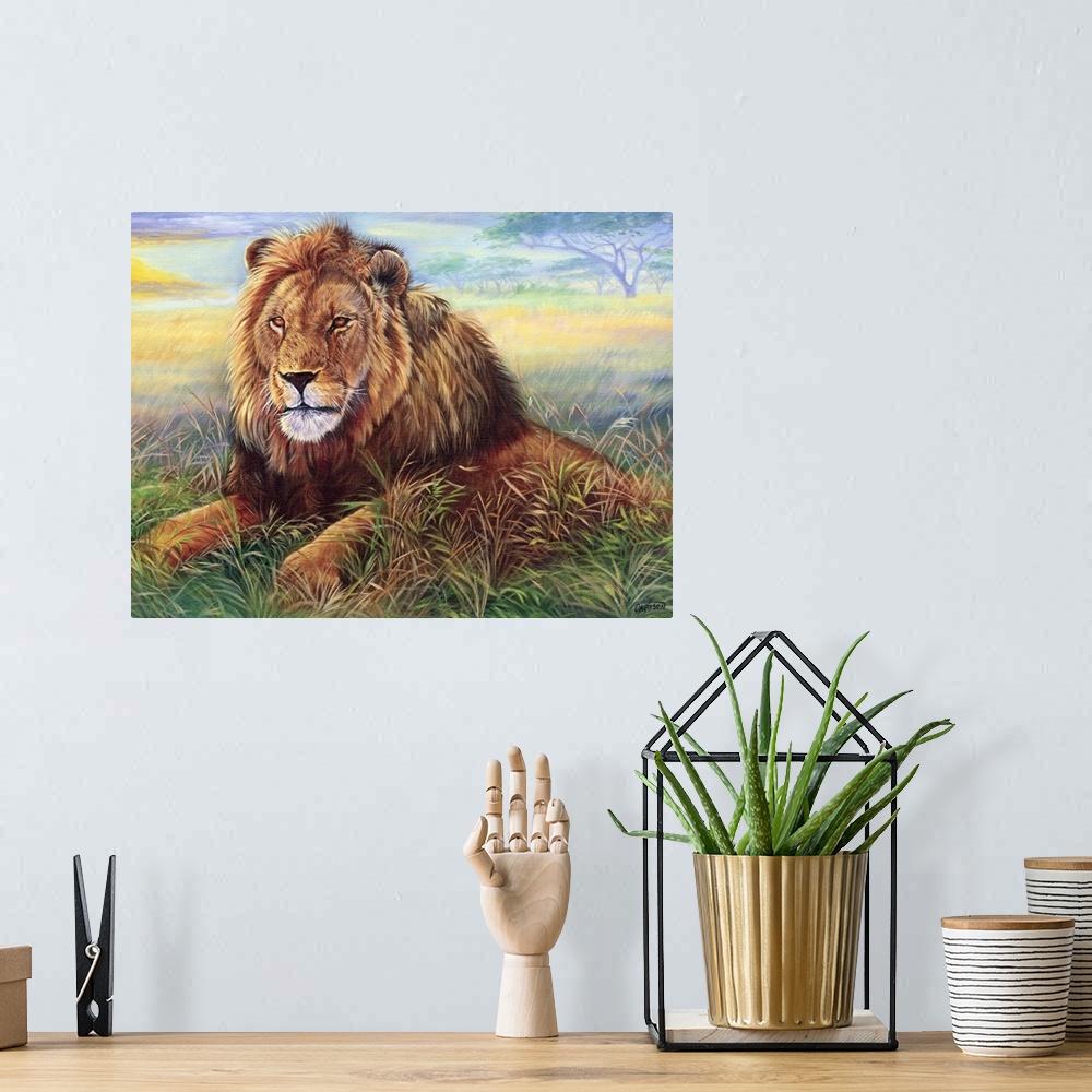 A bohemian room featuring Male lion at sunset