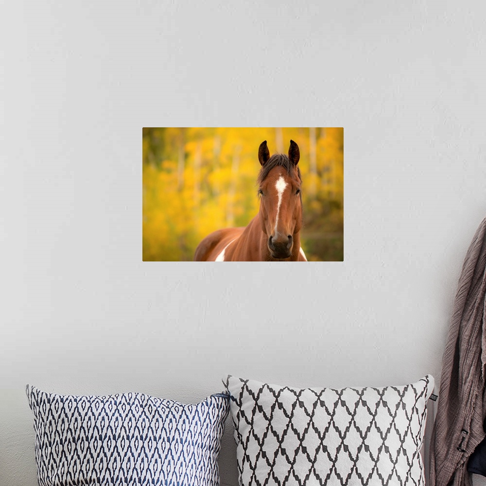 A bohemian room featuring Wildlife portrait of a brown horse with white markings with a yellow and green Autumn background.