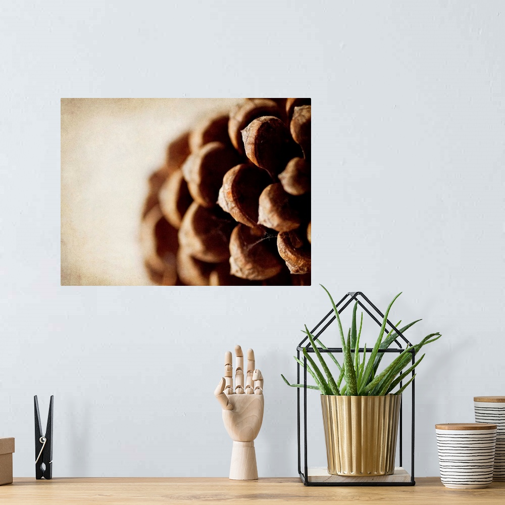 A bohemian room featuring Photograph of an extreme close-up of a pine cone.