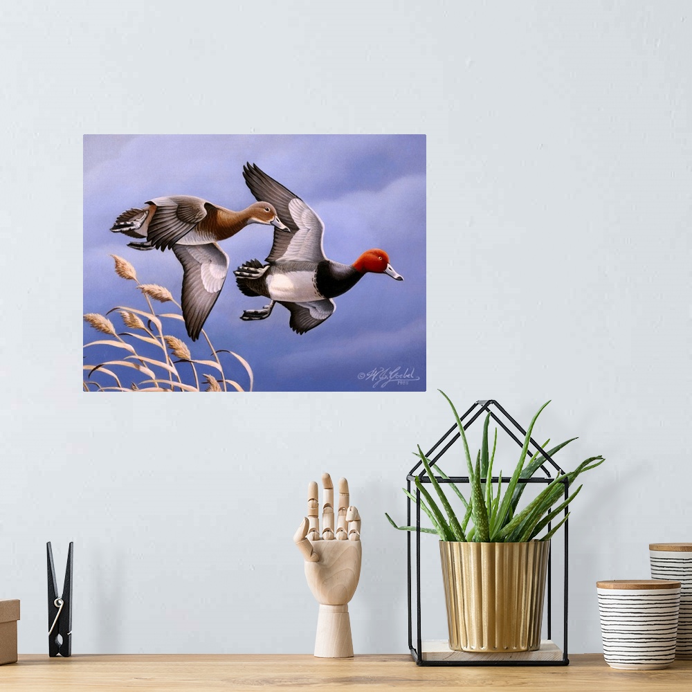 A bohemian room featuring Two redhead ducks in flight.