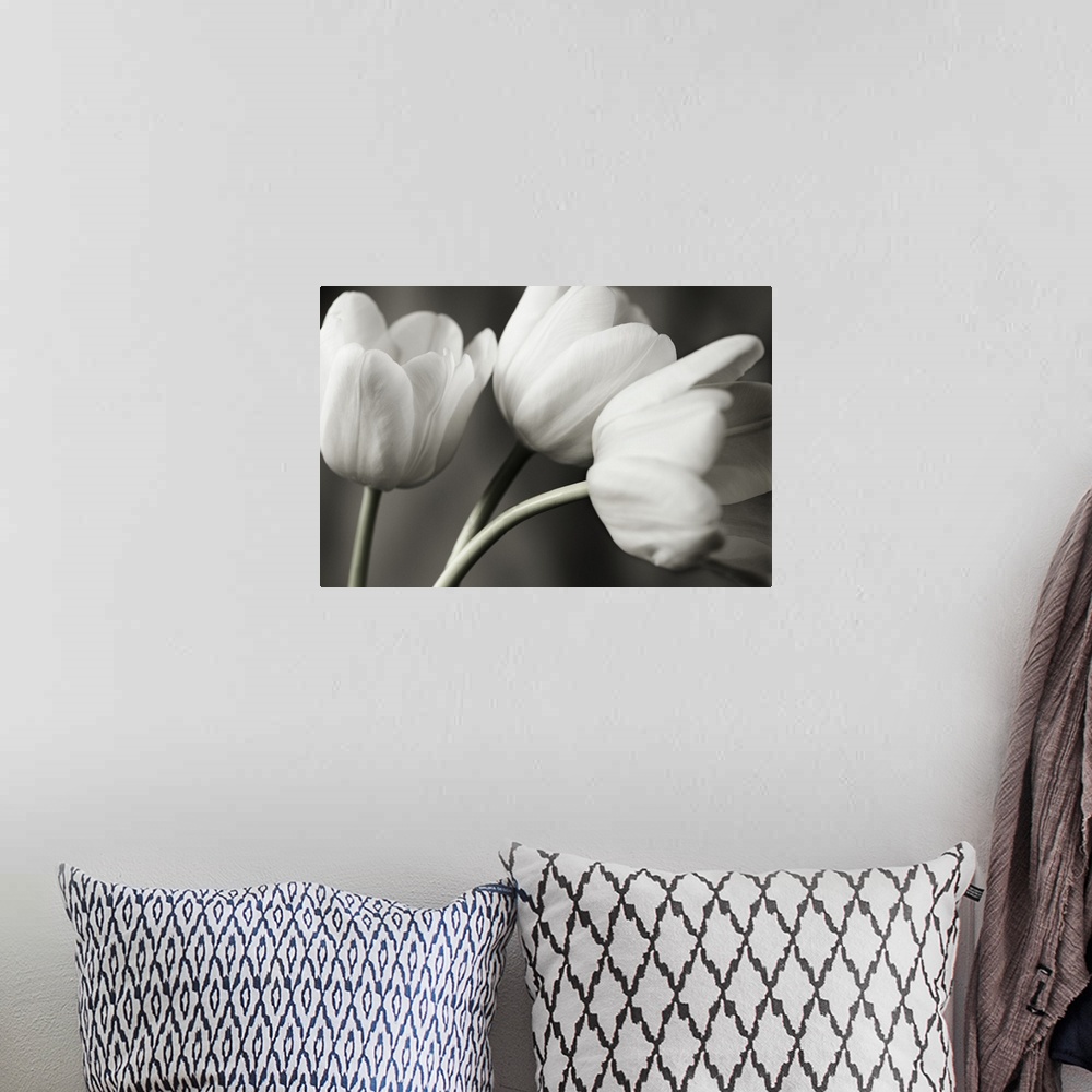 A bohemian room featuring Row Of Bw Tulips