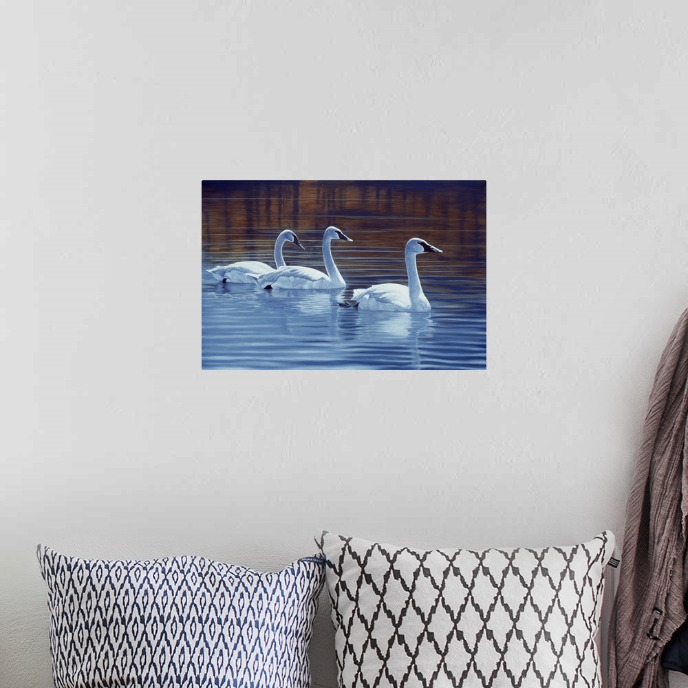A bohemian room featuring Three trumpeter swans swimming through the water.