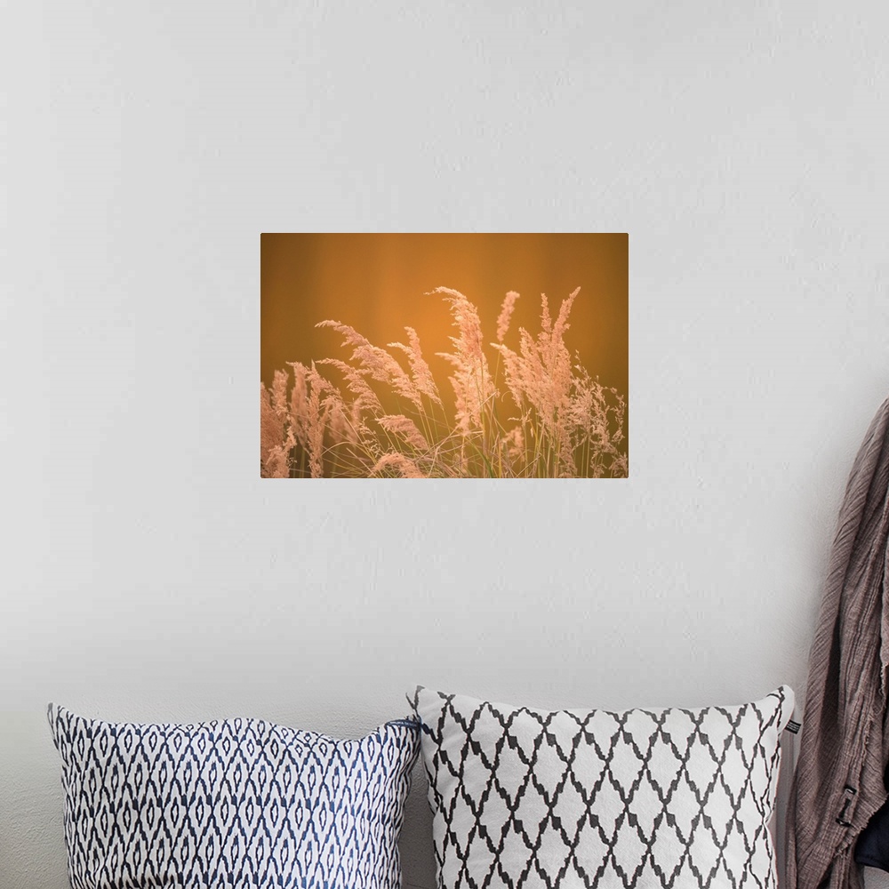 A bohemian room featuring Warm photograph of the tops of a bundle of beach grass.