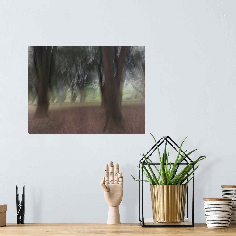 A bohemian room featuring Impressionist photograph taken in the Auckland domain with trees and a calm ambience.