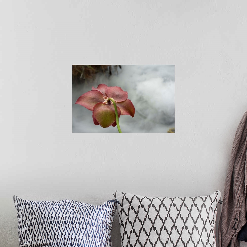 A bohemian room featuring Macro photograph that capture the calm ambience of a flower in the carnivorous plant section in t...