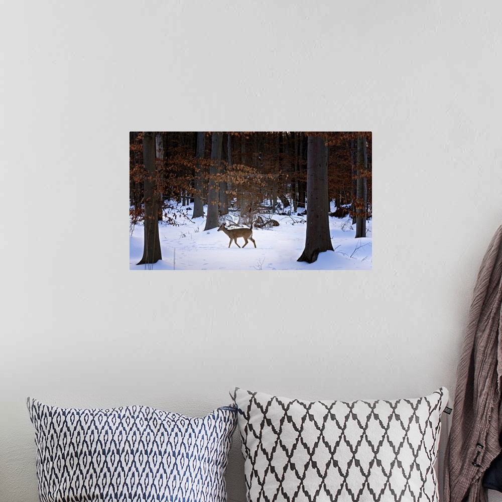 A bohemian room featuring Deer In Forest