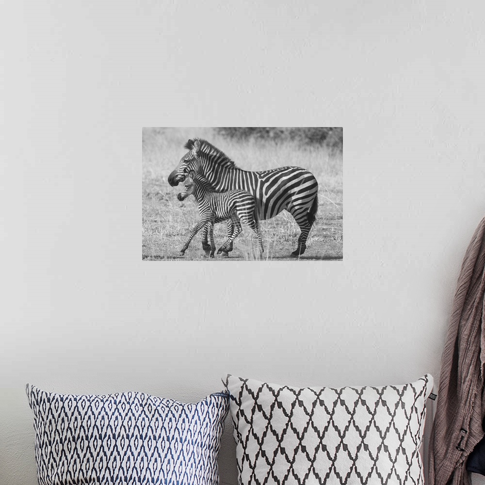 A bohemian room featuring Black and white photograph of a mother and baby zebra walking side by side.