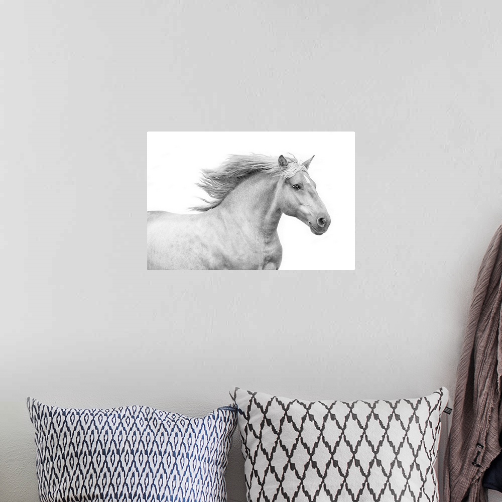 A bohemian room featuring Medium shot photograph of a white stallion with a flowing mane against a white background.