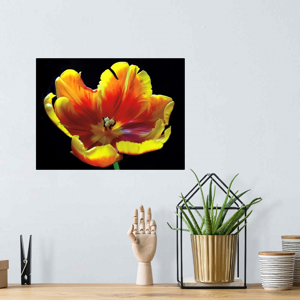 A bohemian room featuring A horizontal photograph of a yellow and red tulip in full bloom.