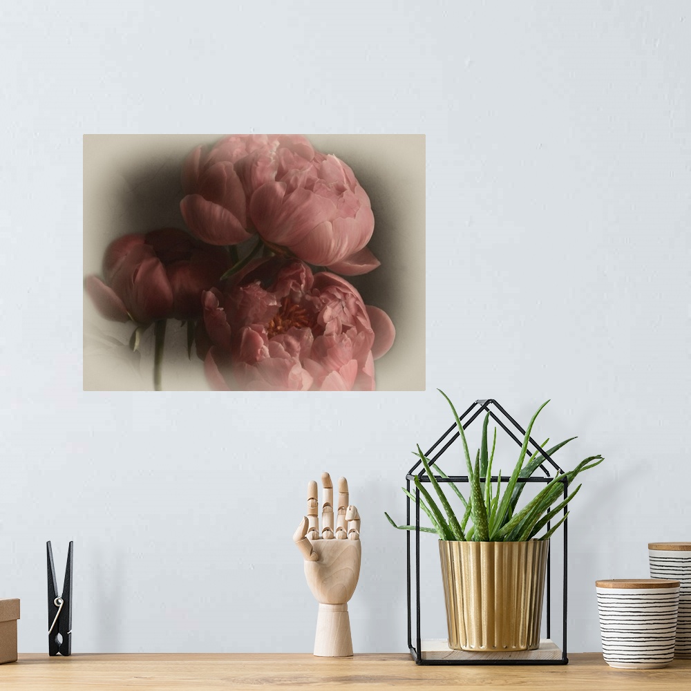 A bohemian room featuring Three large pink blooming flowers with a soft light vignette on the edges on the image.
