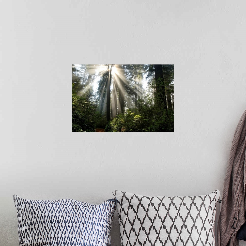 A bohemian room featuring Photograph of the sun beaming through the tall trees in a forest with a path near by.