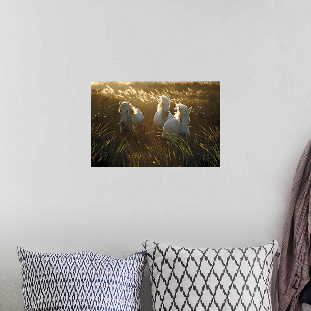 A bohemian room featuring Photograph of three white horse walking through a field of tall grass as the wind blows.
