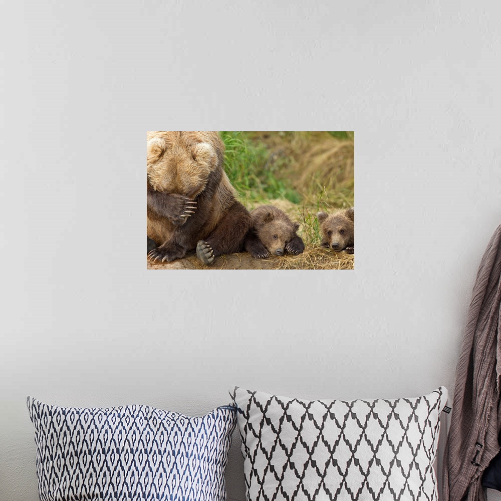A bohemian room featuring A Brown Bear Mother And Her Cubs Resting On The Bank Of Grizzly Creek In Katmai National Park, So...