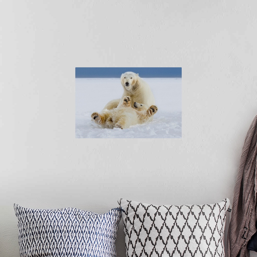A bohemian room featuring A female polar bear and her cub play in the snow at the edge of the Beaufort Sea ice pack, in ANW...
