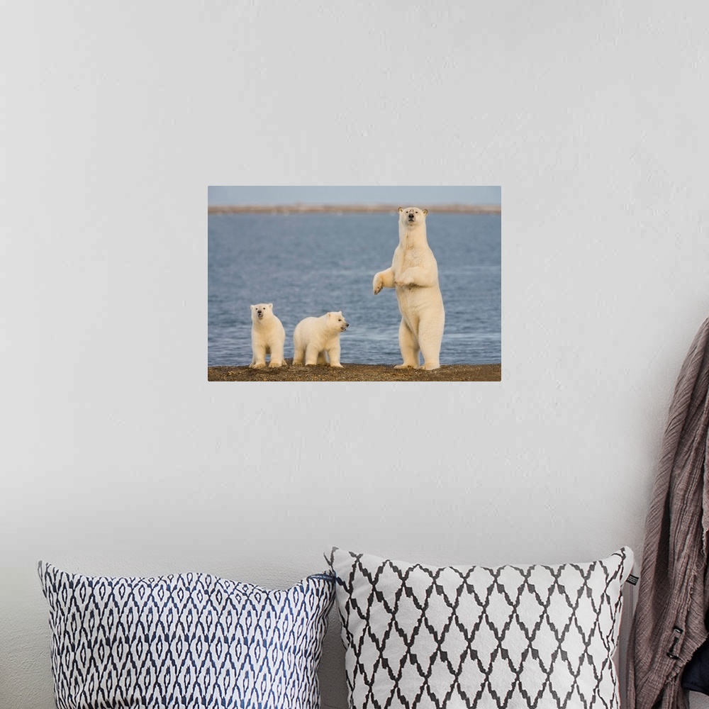 A bohemian room featuring A pair of young polar bear cubs look around the beach on the Beaufort Sea while their mother stan...