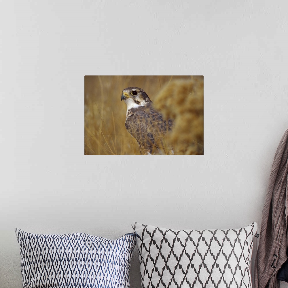 A bohemian room featuring A Prairie Falcon (Falco mexicanus) CAPT