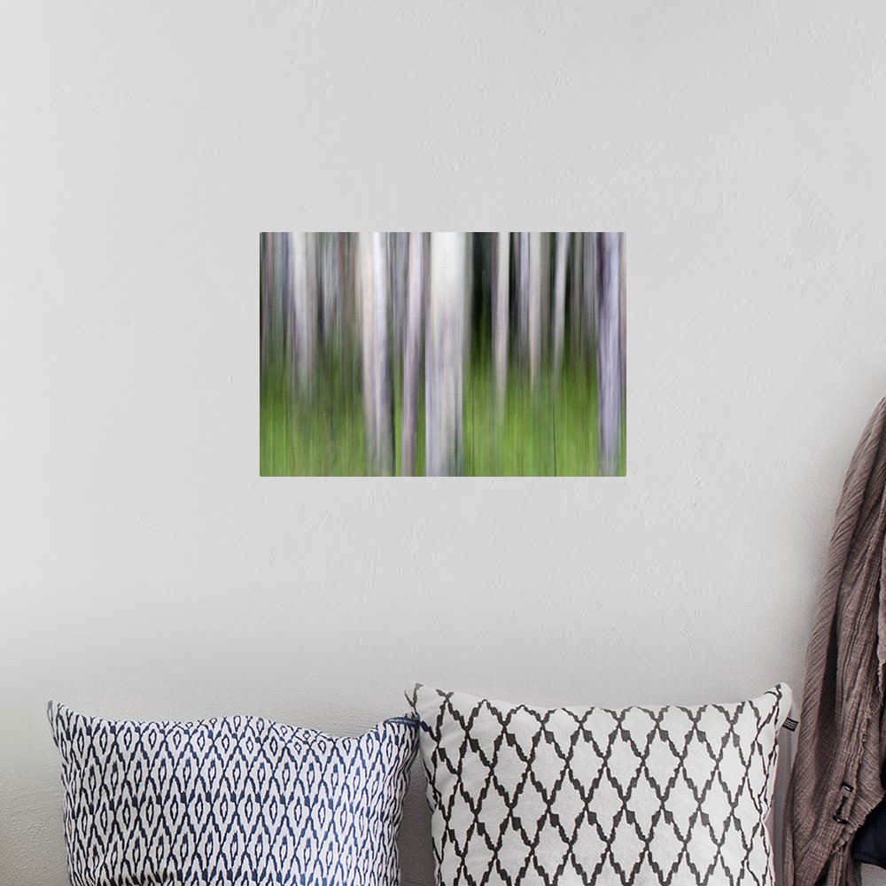 A bohemian room featuring Abstract image of aspen trees in Glacier National Park.