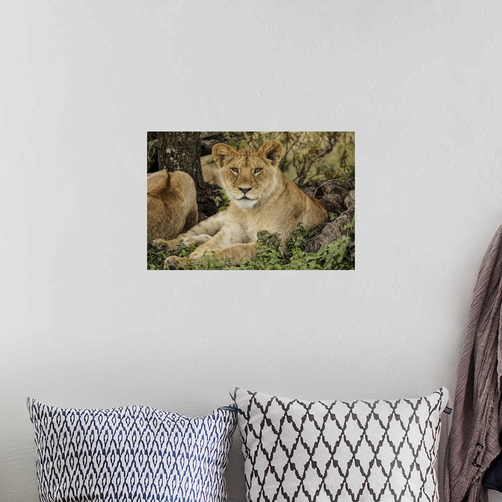 A bohemian room featuring Sub adult lion resting in shade of tree with rest of the pride, Serengeti national park, Tanzania...