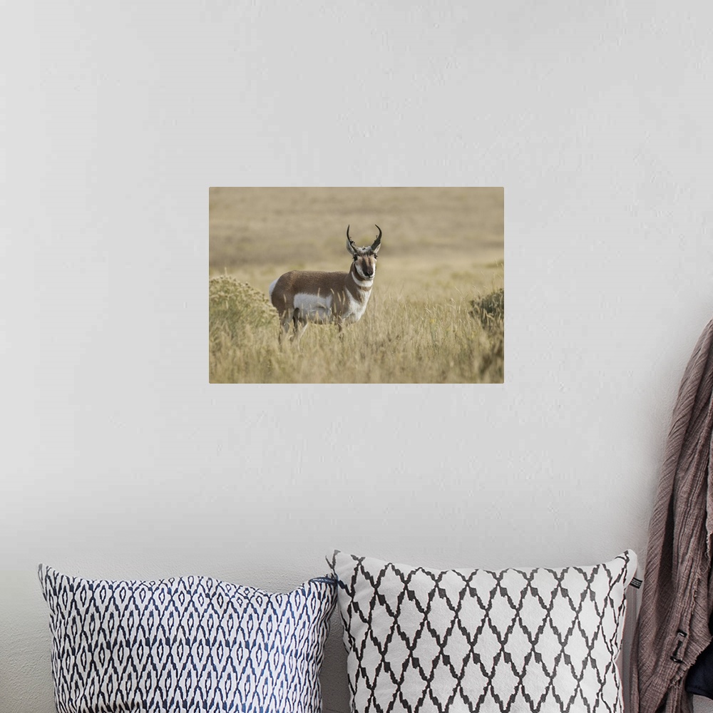 A bohemian room featuring Adult male pronghorn, Yellowstone National Park, Wyoming. United States, Wyoming.