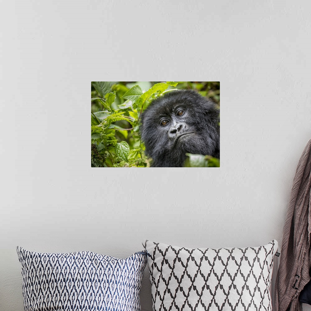 A bohemian room featuring Africa, Rwanda, volcanoes national park, close-up portrait of adult mountain gorilla (Gorilla Ber...