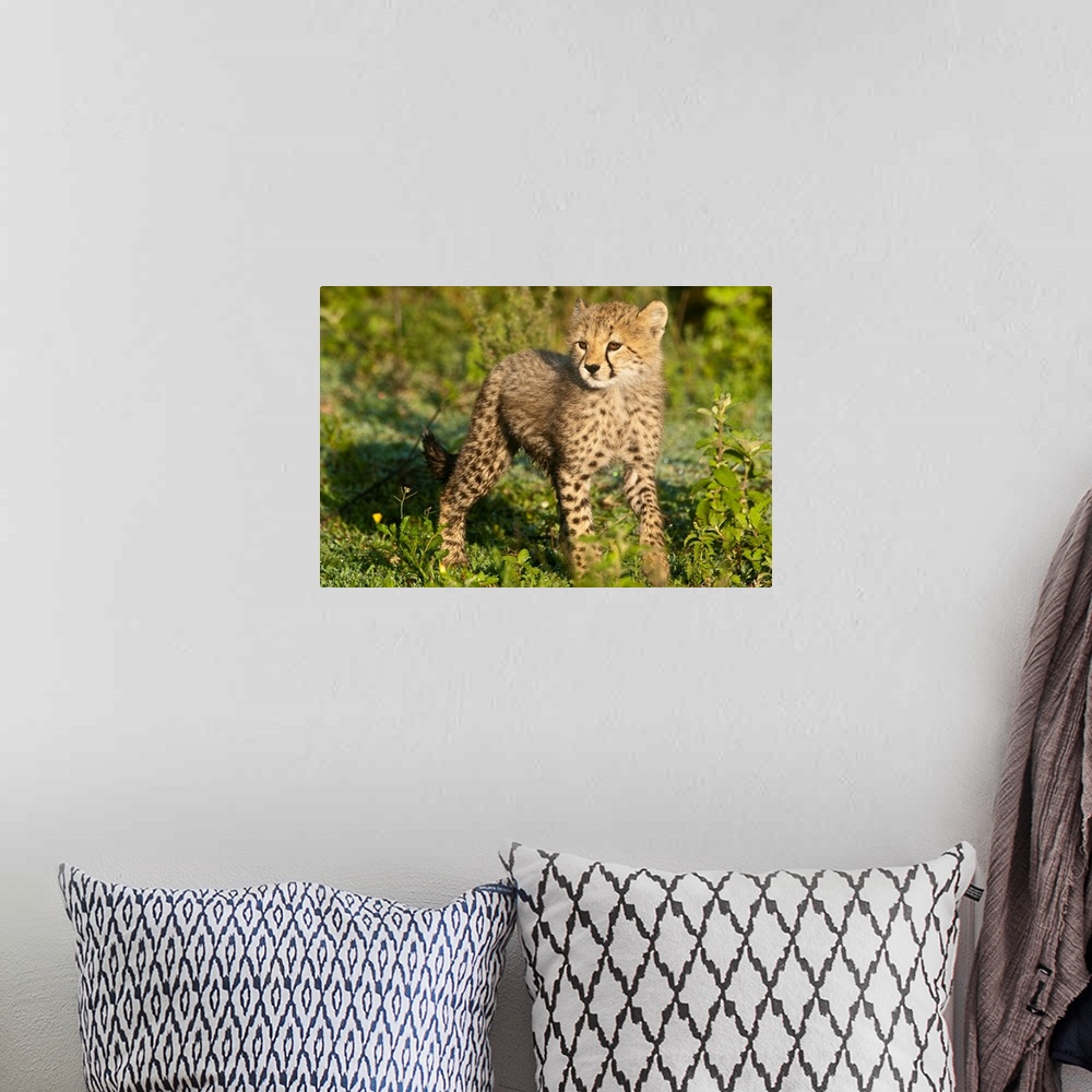 A bohemian room featuring Africa. Tanzania. Cheetah cub at Ndutu in the Ngorongoro Conservation Area.