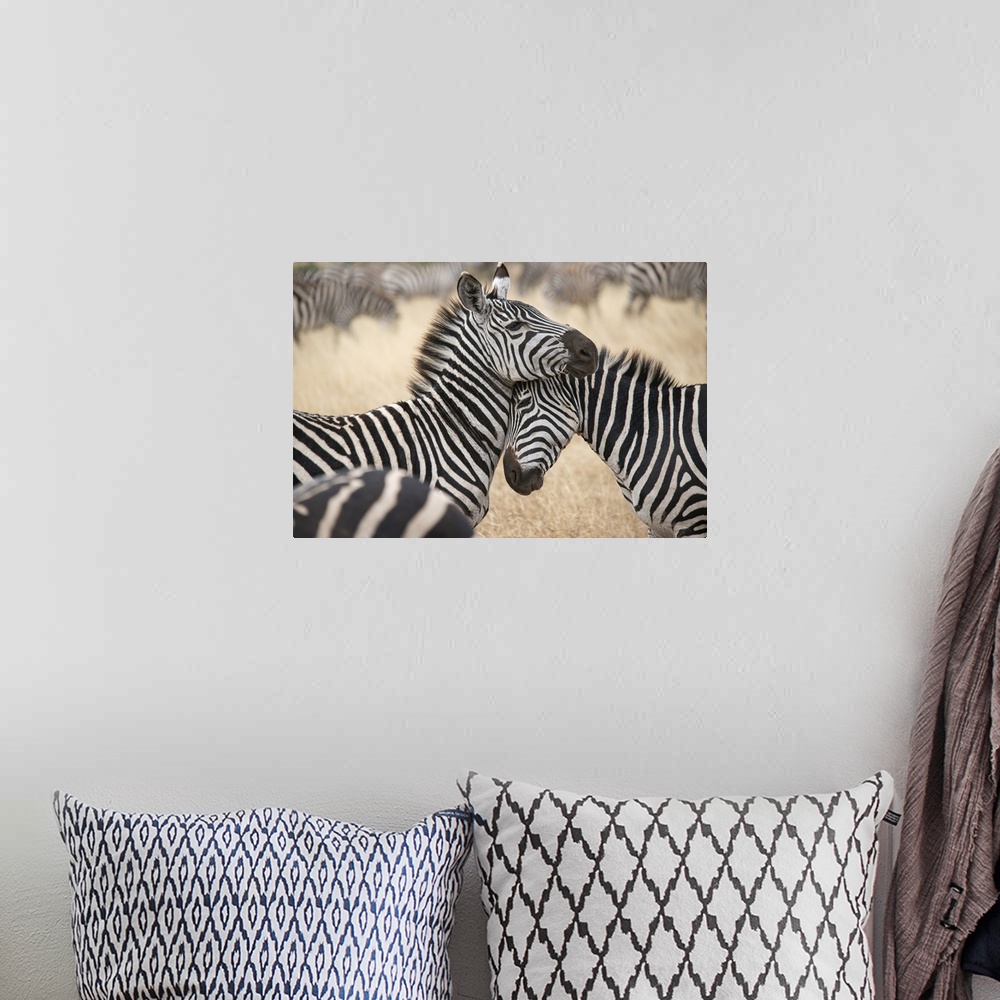 A bohemian room featuring Africa, Tanzania. Loving zebras nuzzle in the Serengeti. Africa, Tanzania.