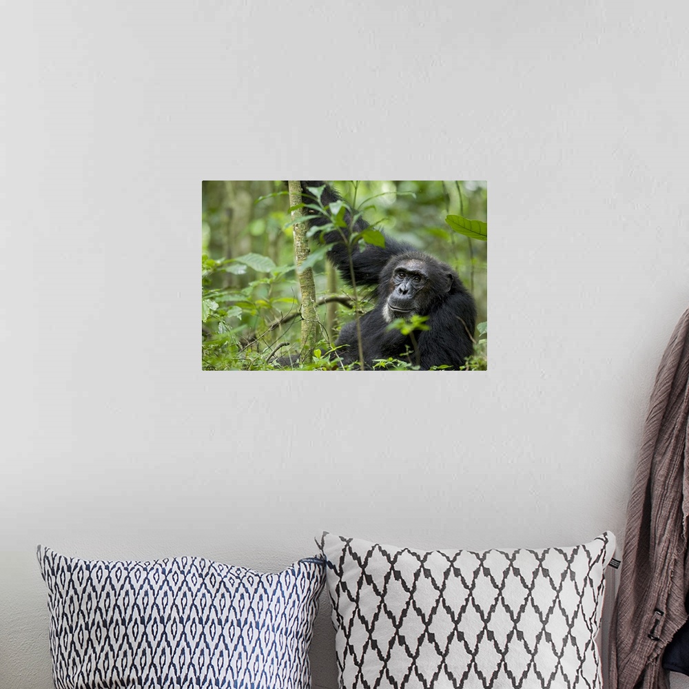 A bohemian room featuring Africa, Uganda, Kibale National Park, Ngogo Chimpanzee Project. A wild male chimpanzee stares, hi...