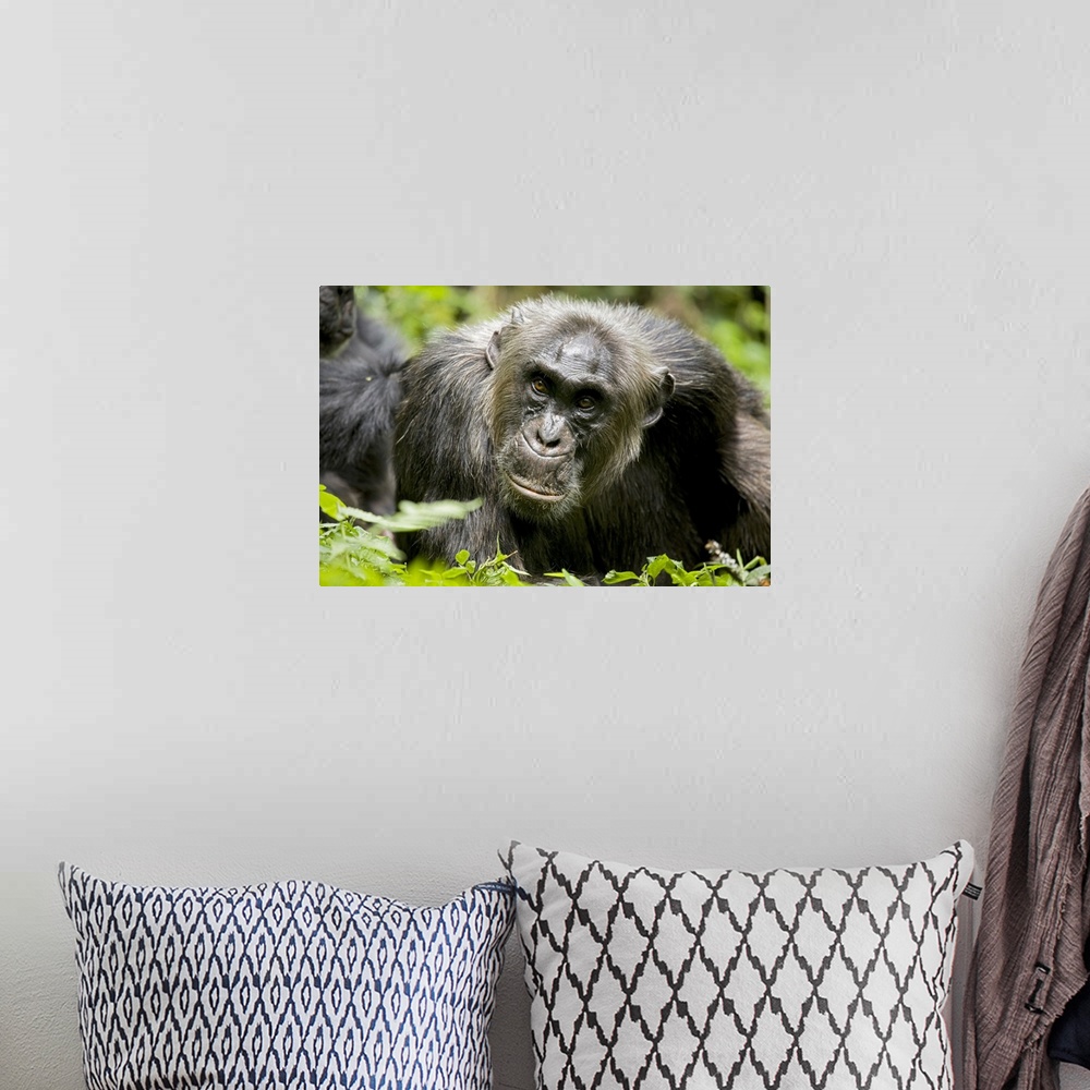 A bohemian room featuring Africa, Uganda, Kibale National Park, Ngogo Chimpanzee Project.  A male chimpanzee relaxes as he ...