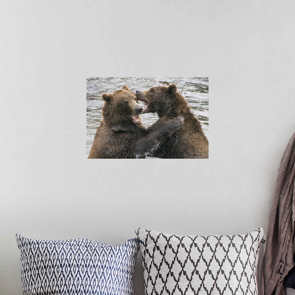 A bohemian room featuring Alaska, Brooks Falls, Two Young Grizzly Bears Playing