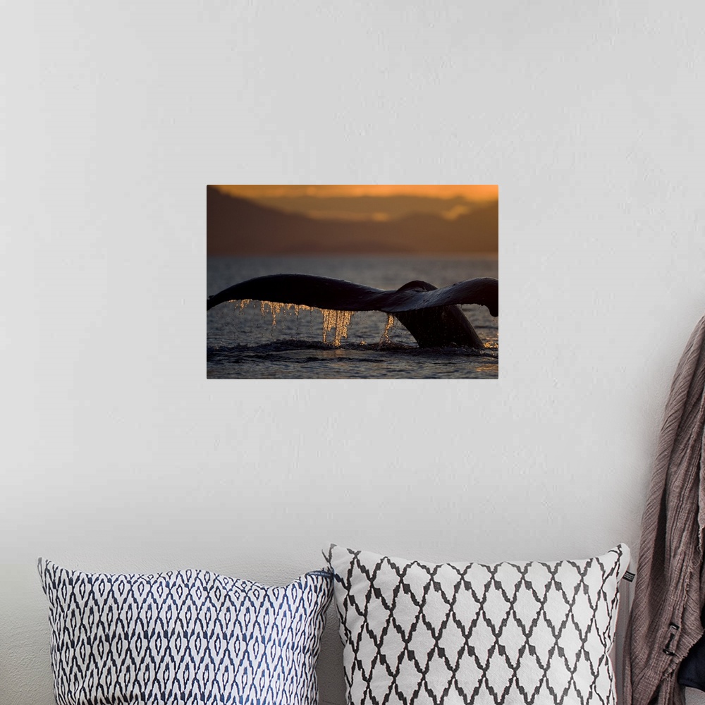 A bohemian room featuring USA, Alaska, Close-up of Humpback Whale (Megaptera novaengliae) raising its tail while diving in ...