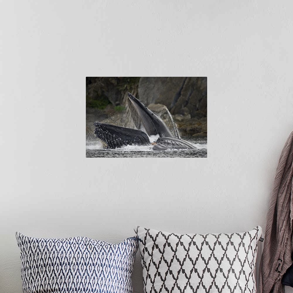 A bohemian room featuring USA, Alaska, Hoonah, close-up of Humpback Whale (Megaptera novaengliae) lunging from water while ...