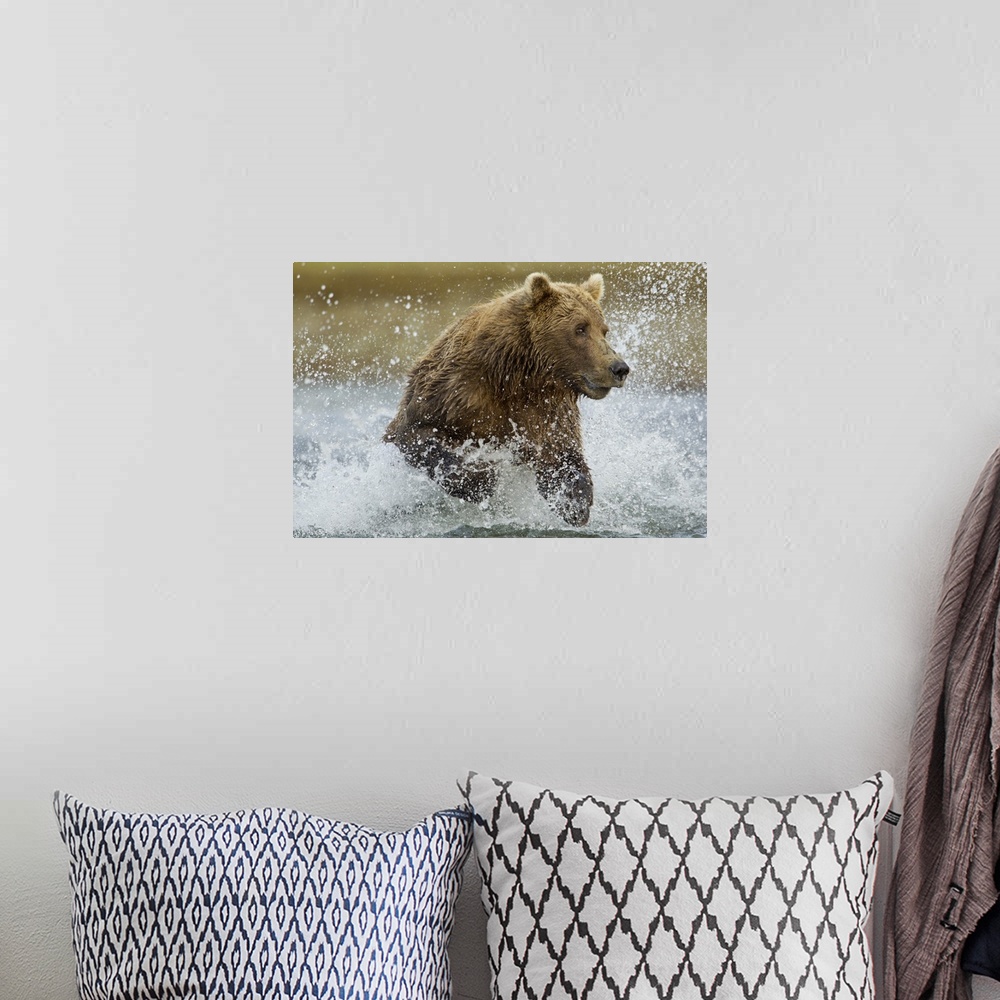 A bohemian room featuring USA, Alaska, Katmai National Park, Grizzly Bear (Ursus arctos) runs while fishing for spawning sa...