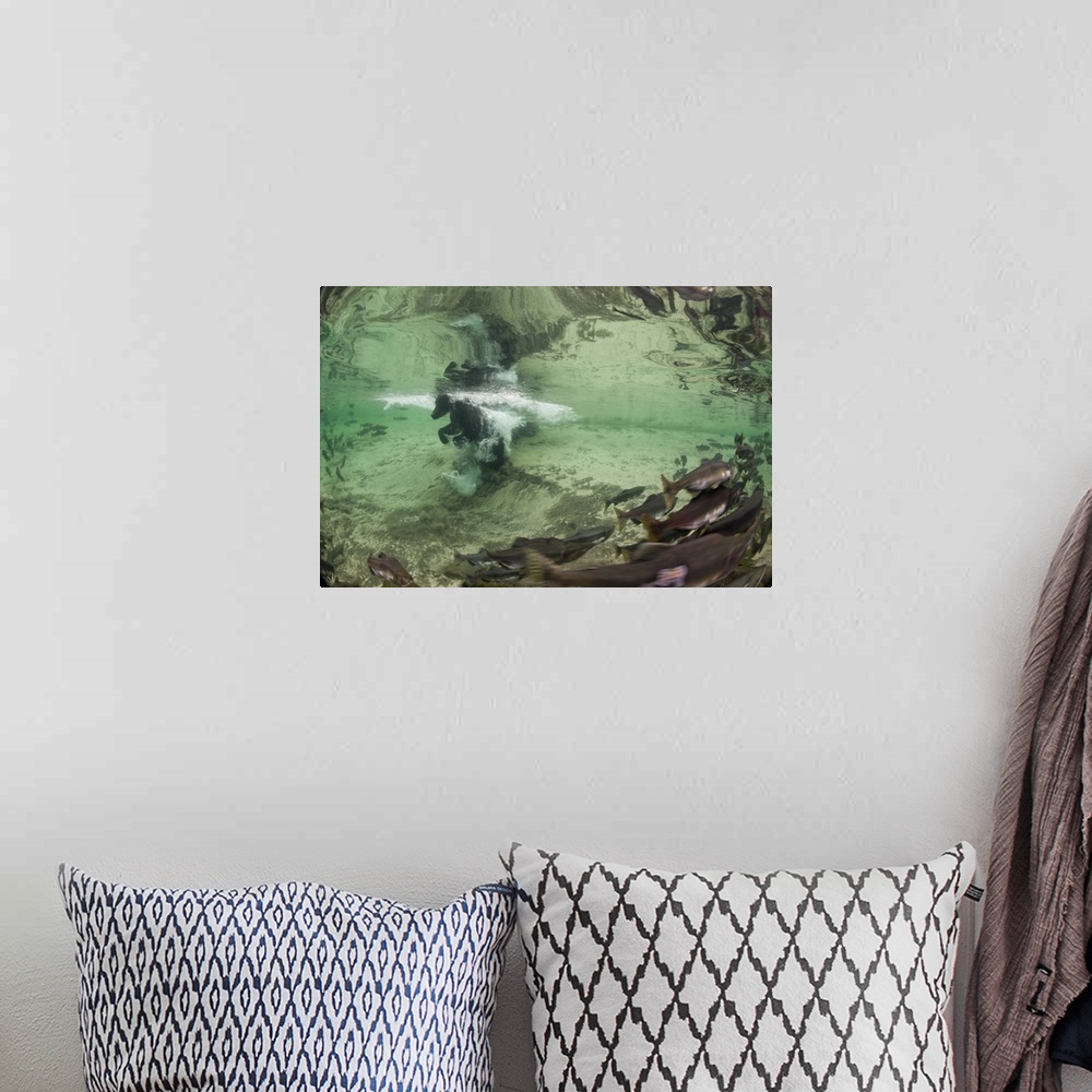 A bohemian room featuring USA, Alaska, Katmai National Park. Underwater view of Grizzly Bear (Ursus arctos) swimming after ...